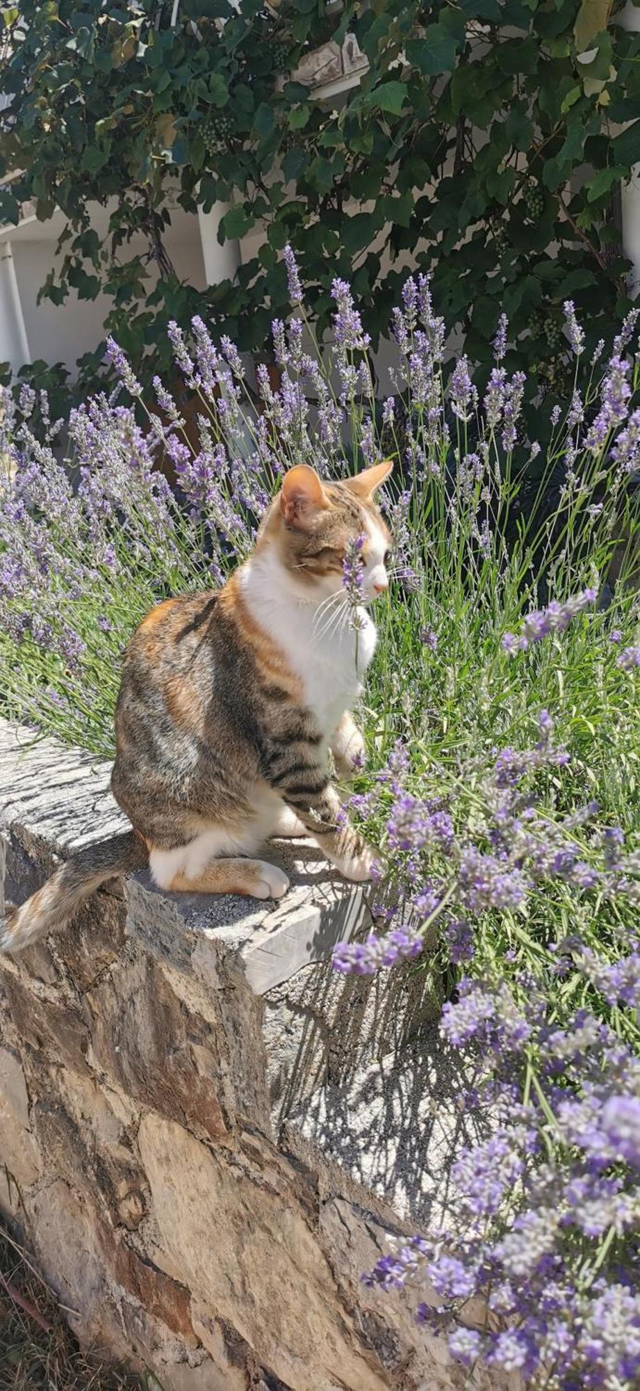 Casa Lavanda - Karin Gornji Gornji Karin Dış mekan fotoğraf